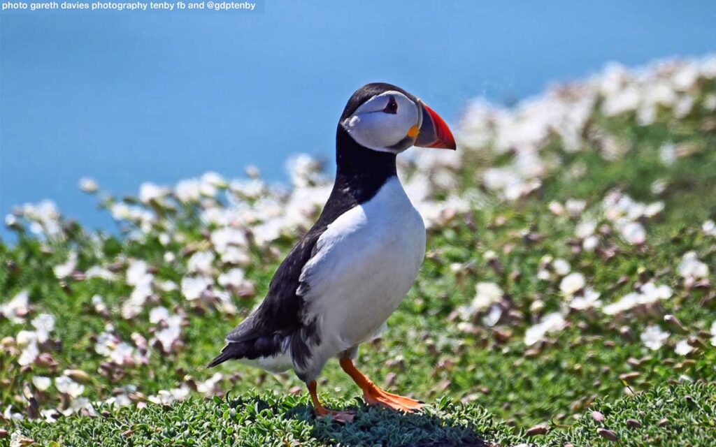Skomer Puffin
